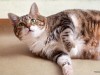 obese cat looks at the camera