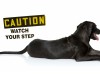 Viral Images Show Dog Used as Stepping Stone: Is it Safe?