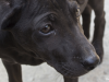 Stray Dogs at Winter Olympic Games in Sochi Overshadow Opening Ceremony