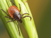 Ticks 101