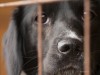 Adopt-a-Shelter-Dog Month: Debunking Myths About Shelter Dogs