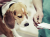 Veterinary Referral: When Should I Ask for a Second Opinion?