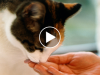 Watch These Cats Learning Sign Language