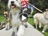 Watch What Happens When These Dogs Hear the Word “Walk”