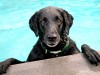 Water Safety for Dogs