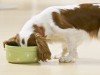 What's Really in Your Pet's Food? New Study Raises Concerns.