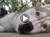 Senior Siberian Husky lying on the ground