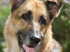 Happy female German shepherd dog