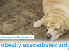 5 Reasons Why Pet Obesity is a Big Deal 