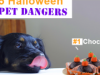 Halloween Pet Dangers