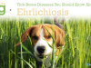 Ehrlichiosis in Dogs