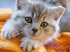 10 Assumptions That May Hurt Your Cat