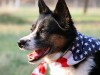 10 Pet Prep Tips for Memorial Day Weekend