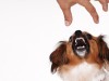 10 Questions to Help You Avoid Dog Bites