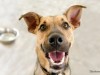 Happy dog looking at camera