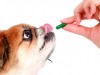 10 Tips for Managing Your Senior Dog’s Medications