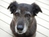 Behavior Problems in Senior Pets