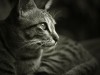 Pet Trusts and Pet Wills