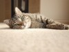 Why You Should Spay or Neuter Your Cat