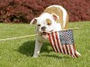 Keep Your Pet Safe This 4th of July
