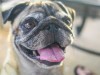 5 Common Dog-health Myths