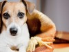 Jack Russell in a blanket