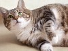 Overweight cat laying on floor