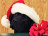 Holiday Dog