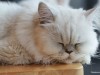 Sleepy White Cat