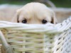 Dog in Basket