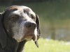 6 Tips for Exercising Your Senior Dog