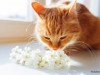 cat sniffing flowers might sneeze