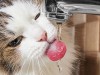 7 Ways to Encourage Your Cat to Drink More Water
