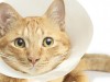 Cat wearing a cone 