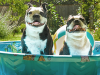 8 Tips to Cool Your Dog on a Hot Summer Day