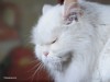 Senior Whit Cat
