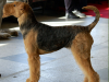 airedale terrier