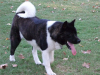 akita