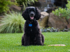 American Water Spaniel