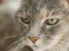 Cat looking away 