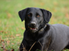 Labrador with anal gland cancer can be helped with surgery