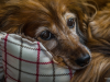 senior golden retriever relaxing after surgery