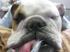 How will your pet be monitored during anesthesia?