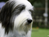 Bearded Collie