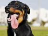 Beauceron