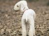 The Bedlington Terrier