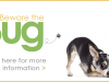 Beware the Bug: Parasite Prevention and Screening for Dogs