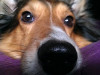 Acute Pancreatitis in Dogs
