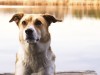 Blue-Green Algae: A Deadly Danger for Dogs