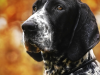 The Bluetick Coonhound